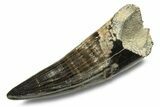 Fossil Goniopholidid Crocodile (Oweniasuchus) Tooth - England #279448-1